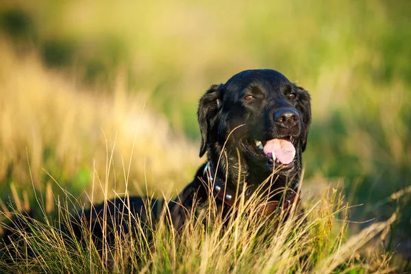 Siyah labrador köpek yalan portresi — Stok fotoğraf