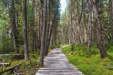 Kanada 'da bir ormanda ahşap yol