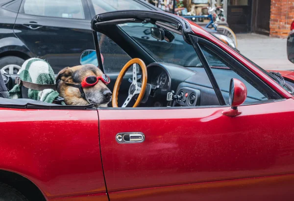 German shepherd riding in a red convertible with glasses