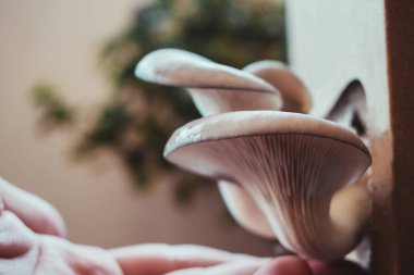 Adam bahçede organik taze mantarlara dokunuyor.