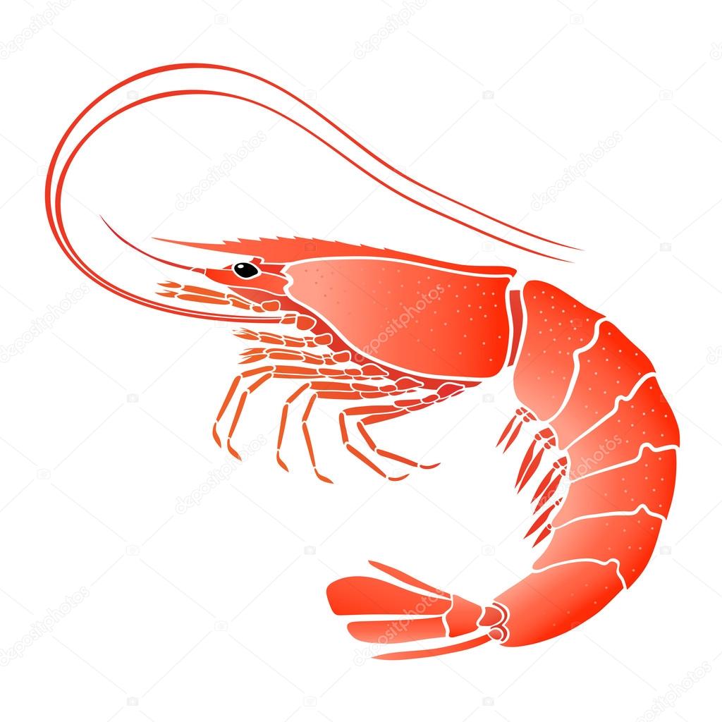 Cooked shrimp isolated on white