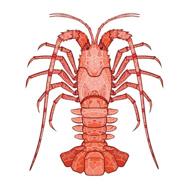 Decorative isolated crayfish clipart