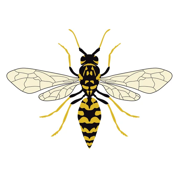 Vector illustration of a wasp. Top view. — Stock Vector