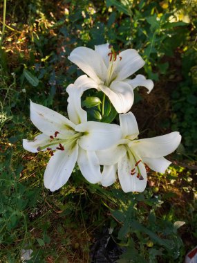 Lilium Candidum beyaz çiçekleri kapanıyor 