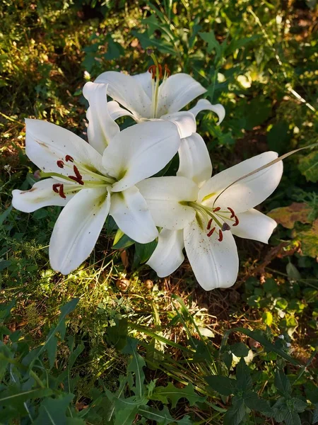 Lilium Candidum Fleurs Blanches Gros Plan — Photo