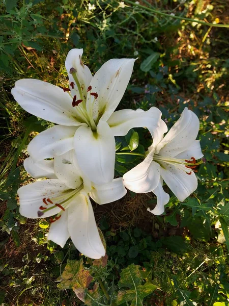 Lilium Candidum Flores Brancas Fechar — Fotografia de Stock