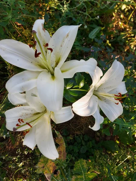 Lilium Candidum Flores Brancas Fechar — Fotografia de Stock