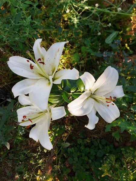 Lilium Candidum Fleurs Blanches Gros Plan — Photo