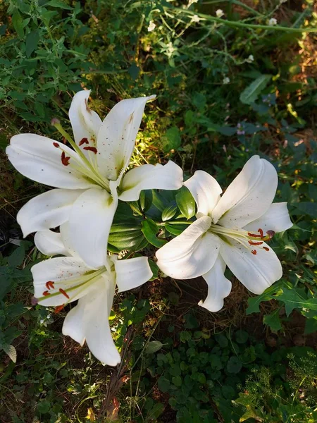 Lilium Candidum Witte Bloemen Close — Stockfoto