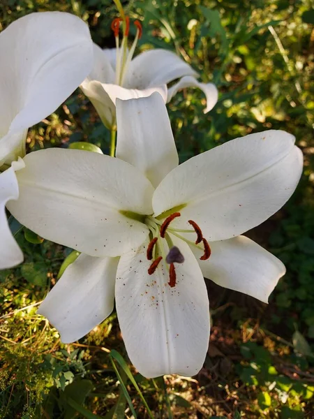 百合念珠花白花闭合 — 图库照片