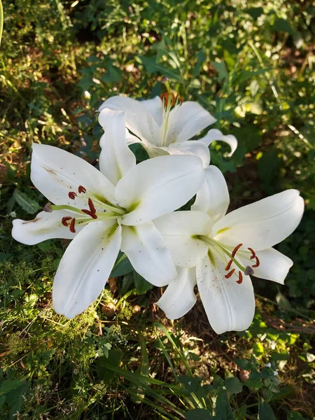 Lilium Candidum Witte Bloemen Close — Stockfoto