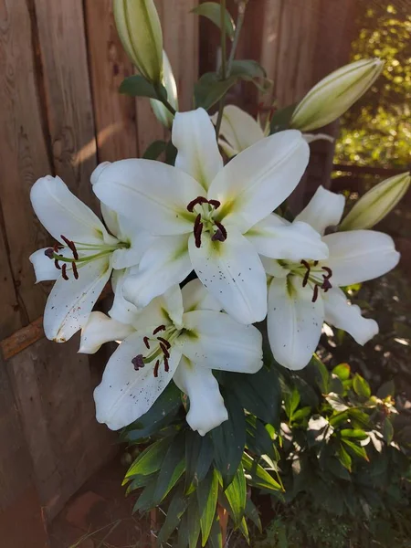 Lilium Candidum Flores Brancas Fechar — Fotografia de Stock