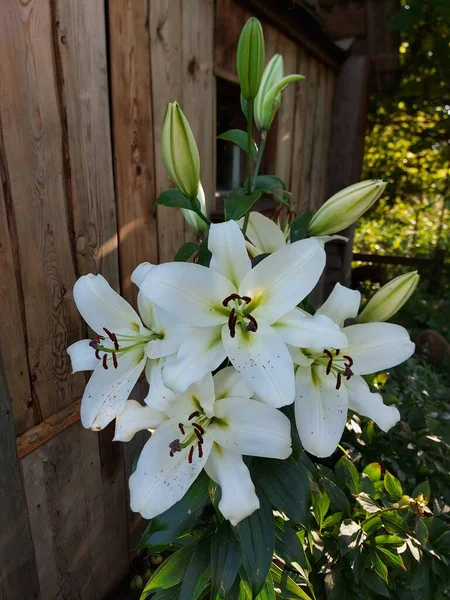 Lilium Candidum Fleurs Blanches Gros Plan — Photo