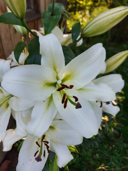 Lilium Candidum Witte Bloemen Close — Stockfoto