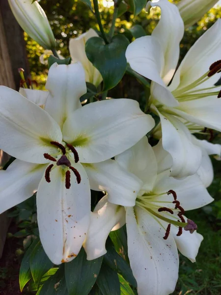 Белые Цветки Лилий Канарейки Крупным Планом — стоковое фото
