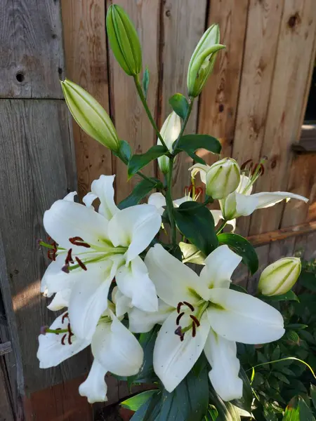 Lilium Candidum Flores Brancas Fechar — Fotografia de Stock