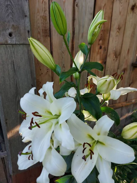 Lilium Candidum Fleurs Blanches Gros Plan — Photo