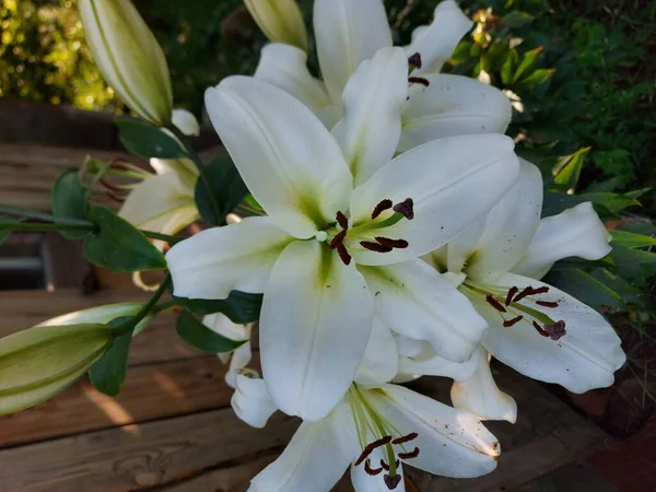 Lilium Candidum Flores Brancas Fechar — Fotografia de Stock