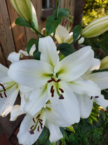 Белые Цветки Лилий Канарейки Крупным Планом — стоковое фото