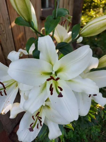 Lilium Candidum Flores Brancas Fechar — Fotografia de Stock