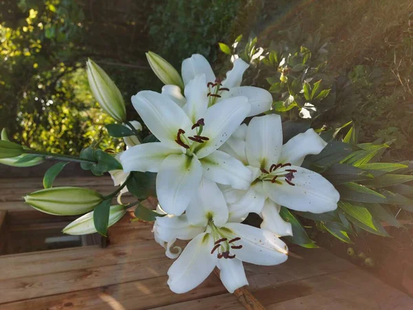 Lilium Candidum Beyaz Çiçekleri Kapanıyor — Stok fotoğraf