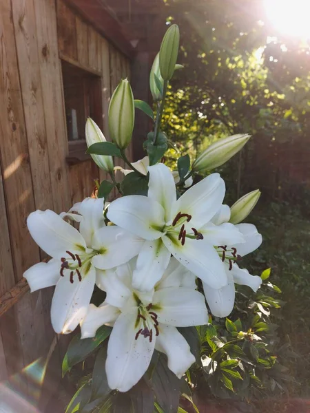 Lilium Candidum Beyaz Çiçekleri Kapanıyor — Stok fotoğraf