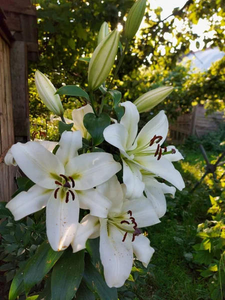 Lilium Candidum Fleurs Blanches Gros Plan — Photo