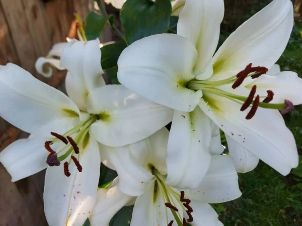 Lilium Candidum Flores Brancas Fechar — Fotografia de Stock