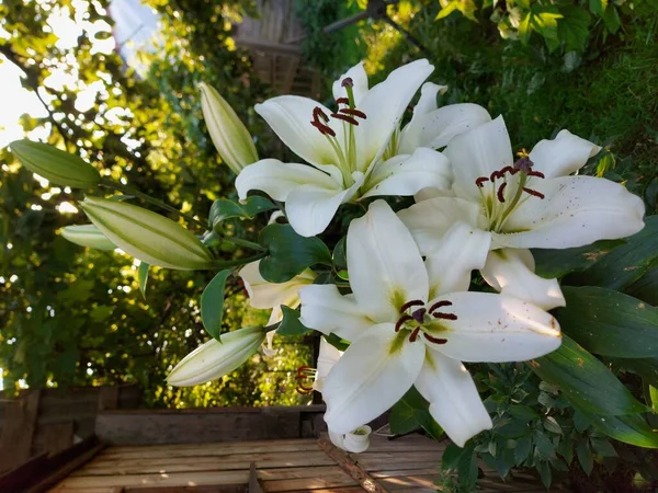 Lilium Candidum Fleurs Blanches Gros Plan — Photo