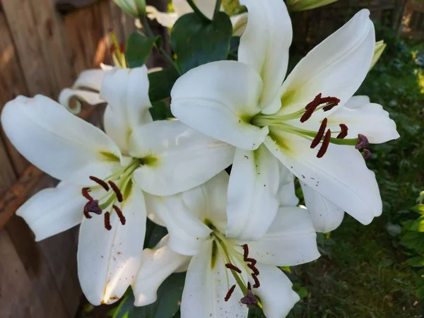 Lilium Candidum Flores Blancas Cerca —  Fotos de Stock