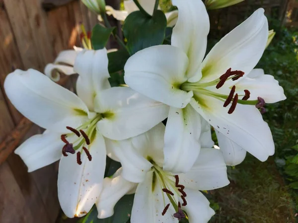 Lilium Candidum Flores Brancas Fechar — Fotografia de Stock