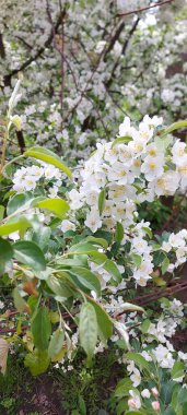 Çiçek açan elma ağacı. Nazik beyaz çiçekler. Meyve bahçesi.