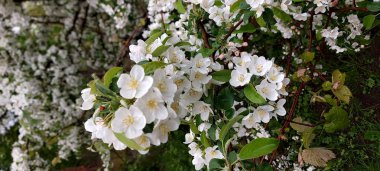 Çiçek açan elma ağacı. Su damlalı narin beyaz çiçekler.