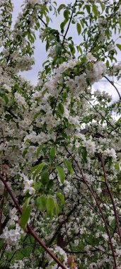 Çiçek açan elma ağacı. Su damlalı narin beyaz çiçekler.