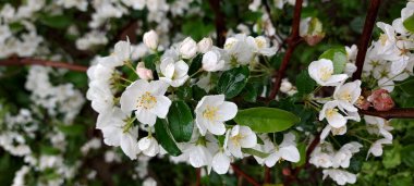 Çiçek açan elma ağacı. Su damlalı narin beyaz çiçekler.