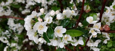 Çiçek açan elma ağacı. Su damlalı narin beyaz çiçekler.