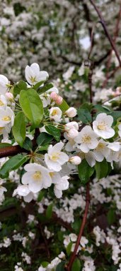 Çiçek açan elma ağacı. Su damlalı narin beyaz çiçekler.