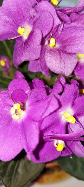 Bonito Primavera Violetas Brilhantes — Fotografia de Stock