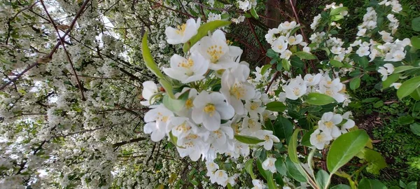 盛开的苹果树 柔和的白色花朵 苹果园 — 图库照片