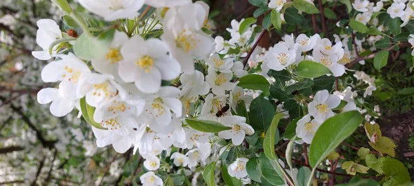 Цветущая Яблоня Мягкие Белые Цветы Яблочный Сад — стоковое фото