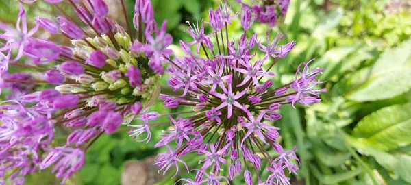 Güzel çiçek açan italyan. Yakın çekim.
