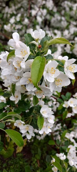 Çiçek açan elma ağacı. Su damlalı narin beyaz çiçekler.