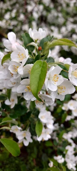 Blühender Apfelbaum Zarte Weiße Blüten Mit Wassertropfen — Stockfoto