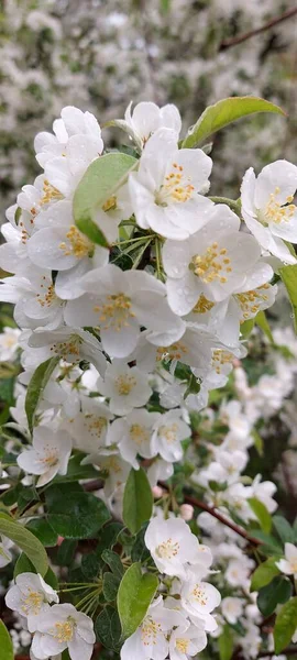Măr Înflorit Flori Albe Delicate Picături Apă — Fotografie, imagine de stoc