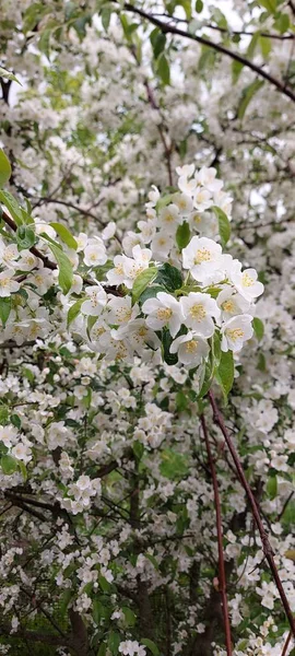 Maçã Flor Flores Brancas Delicadas Com Gotas Água — Fotografia de Stock