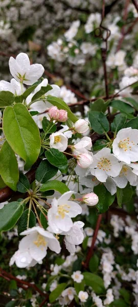 Цветущая Яблоня Нежные Белые Цветы Капельками Воды — стоковое фото