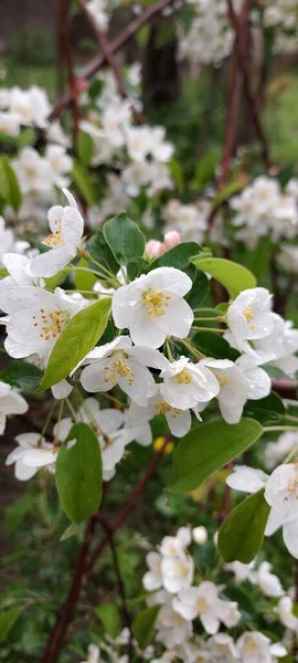 Kwitnąca Jabłoń Delikatne Białe Kwiaty Kroplami Wody — Zdjęcie stockowe