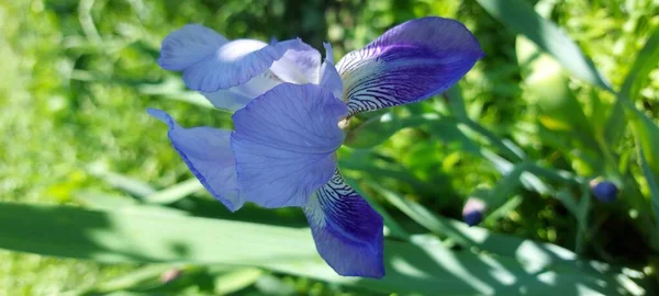 Yeşil çimlerin üzerinde çiçek açan güzel mavi iris çiçeği