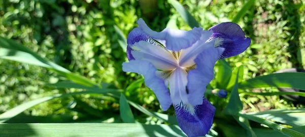 Mooie Bloeiende Blauwe Iris Bloem Groen Gras Achtergrond — Stockfoto