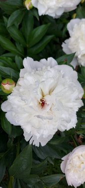 Güzel beyaz şakayıklar açan çiçekler